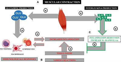 Crosstalk Between Skeletal Muscle and Immune System: Which Roles Do IL-6 and Glutamine Play?